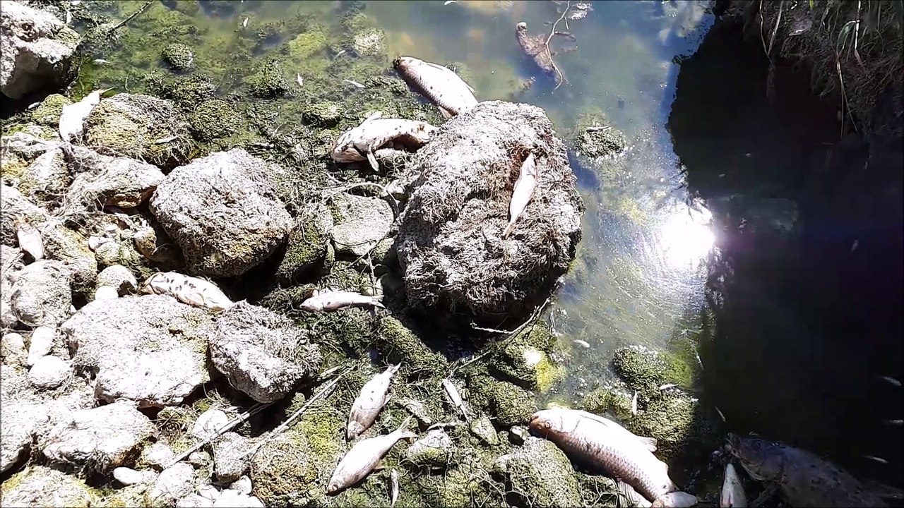 Poissons morts dans le Doubs entre Morteau et Pontarlier