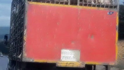 Kamyonette taşınan hindilerin zorlu yolculuğu kamerada