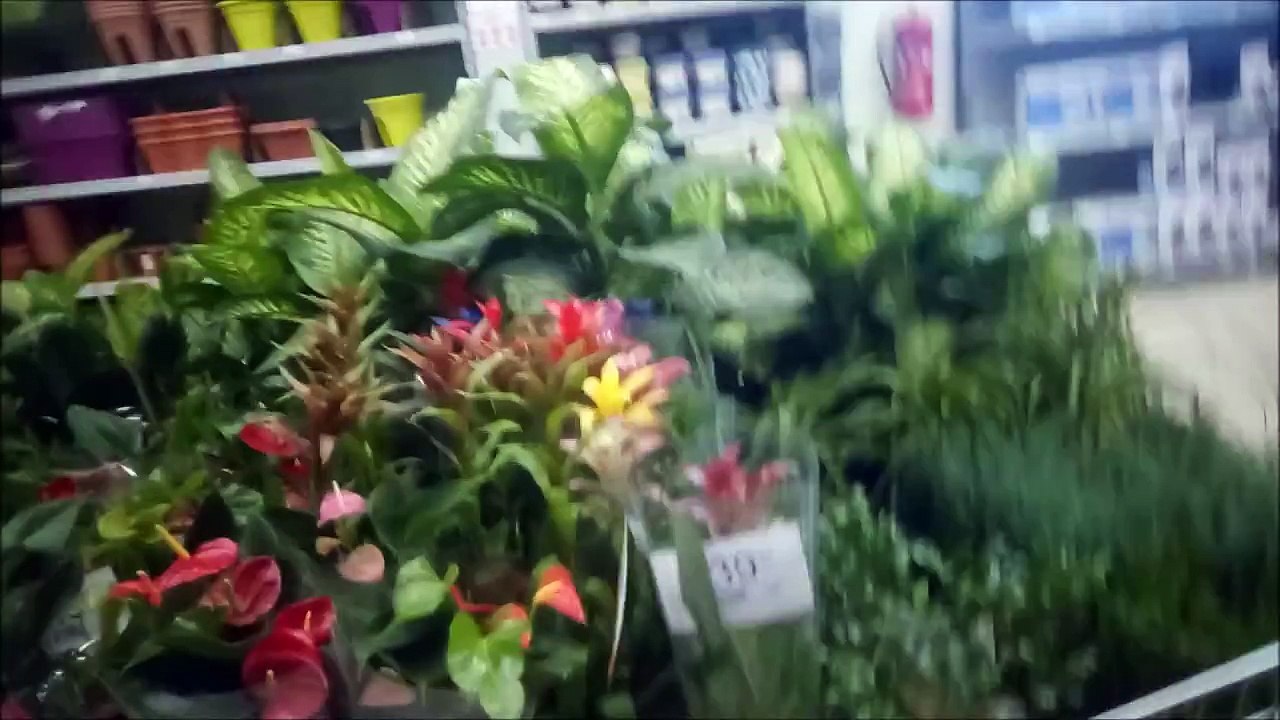 KOÇTAŞ Çiçek Çeşitleri