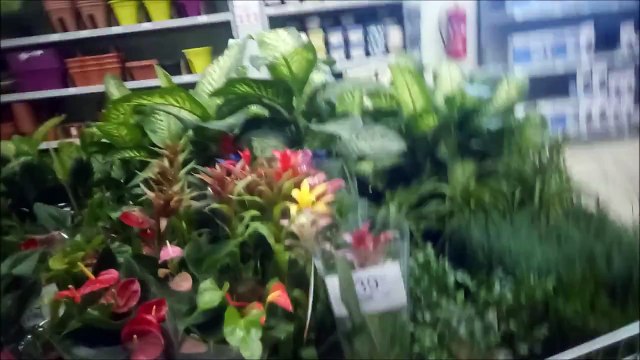 KOÇTAŞ Çiçek Çeşitleri