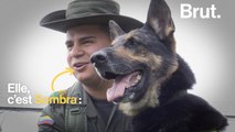 Colombie : la tête d'un chien renifleur de drogue mise à prix