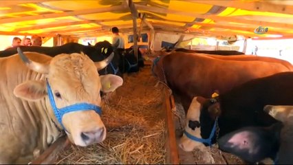 Deniz Feneri kurban fiyatlarını açıkladı