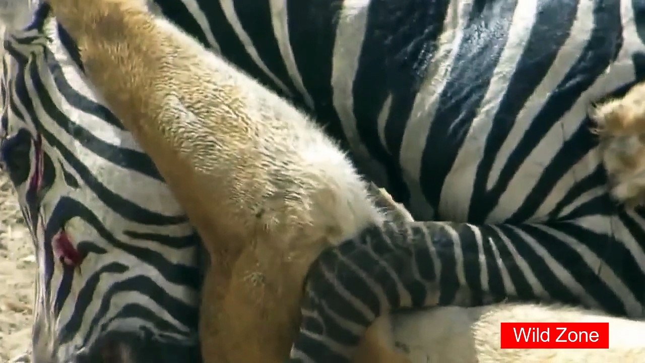 Lion Vs Zebra, Zebra Try to Escape, and It Did it