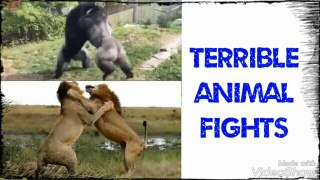 Animals are fighting terribly