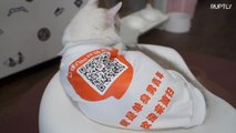 Café chinês contrata garçons que são...uns gatos!
