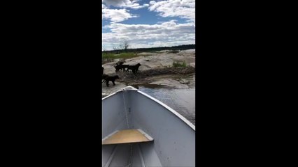 العثور على سبعة جراء جائعة على جزيرة كندية غير مأهولة