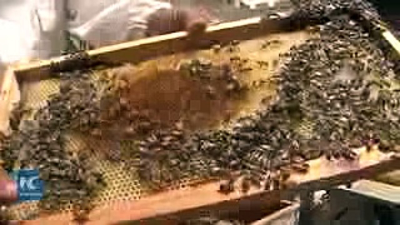 Yemen's_honey_industry_threatened_by_civil_war