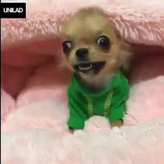 When you're cute but also savage af 