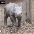 The amazing moment a newborn baby rhino takes its first steps... He's one of just 650 left in the world ❤️️Chester Zoo