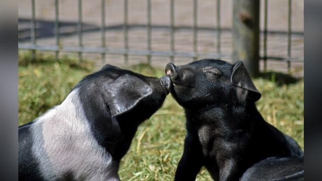 Photos of Cute Baby Farm Animals Reduce Women's Appetite for Meat