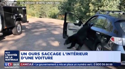 Quand un ours détruit une voiture - ZAPPING ACTU HEBDO DU 04/08/2018
