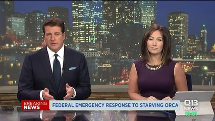 Feds Weigh Emergency Response to Save Emaciated Orca