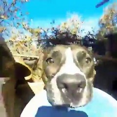 Kısa film tadında...Sahibinin kamerasını çalan köpek.