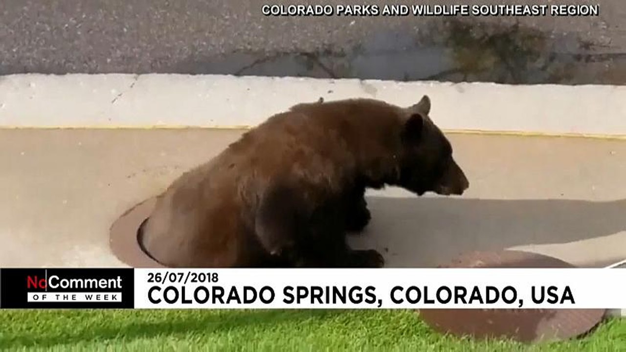 No Comments der Woche: Schrottmetall, Metal und ein seltsames Tier in der Kloake