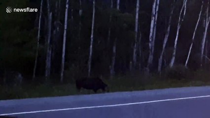 Woman sees mysterious ‘Gollum-like’ creature in Canadian woods