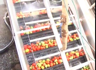 PRODUTORES DE TOMATE INDUSTRIAL COMEÇAM A COLHETA EM MORRINHOS