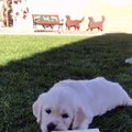 My golden dog wants to play in the garden