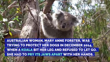 5 Cute Animals That Have a Violent Side