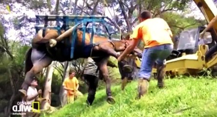 Aloha Vet S01 - Ep01 Rude Awakening HD Watch