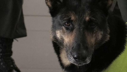 Una perra antidrogas tan buena que un cartel colombiano la quiere muerta