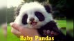 Baby Pandas  Cute and Funny Baby Panda Videos Compilation (2018)