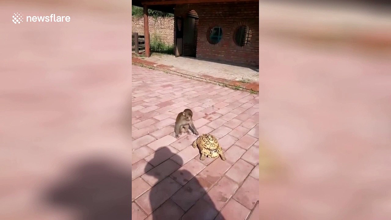 Monkey gives slow-moving turtle a gentle push