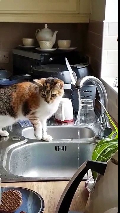 Ce chat s'occupe des heures.. avec un filet d'eau du robinet !