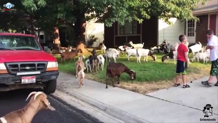 Dozens of goats on the loose in Idaho neighborhood