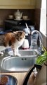 Ce chat peut s'amuser pendant des heures avec ce filet d'eau