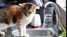 Ce chat peut s'amuser pendant des heures avec ce filet d'eau