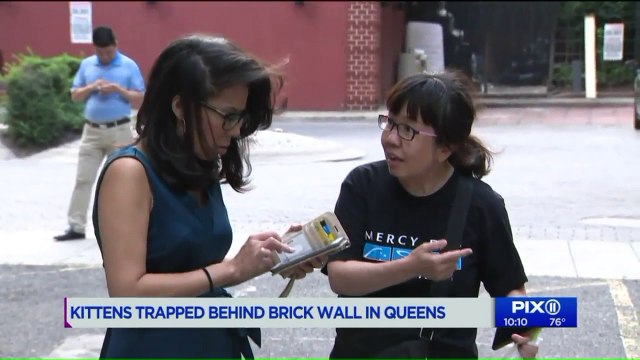 Neighborhood Scrambling to Save Kittens Trapped Behind Brick Wall in NYC