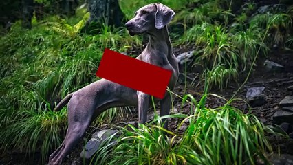 World's 10 Most Elegant Dog Breeds