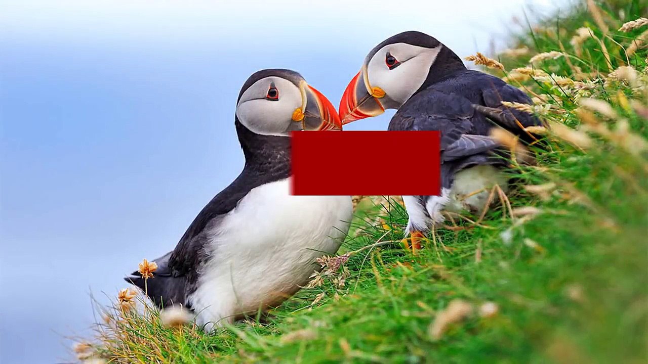 10 Cutest Animals You Never Knew Existed