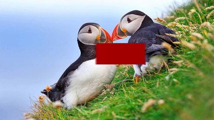 10 Cutest Animals You Never Knew Existed