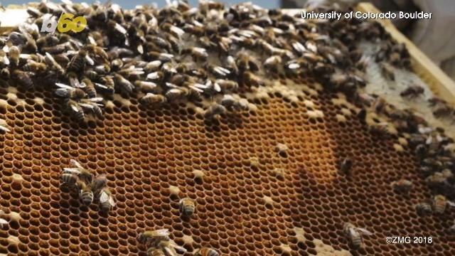 Older Bees Are Teaching Younger Ones How To Cool Down Their Hive