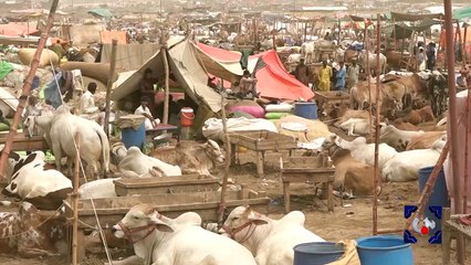 Asia's biggest cattle market in Karachi | GTV News