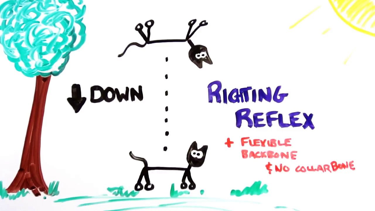 The Science of Cats