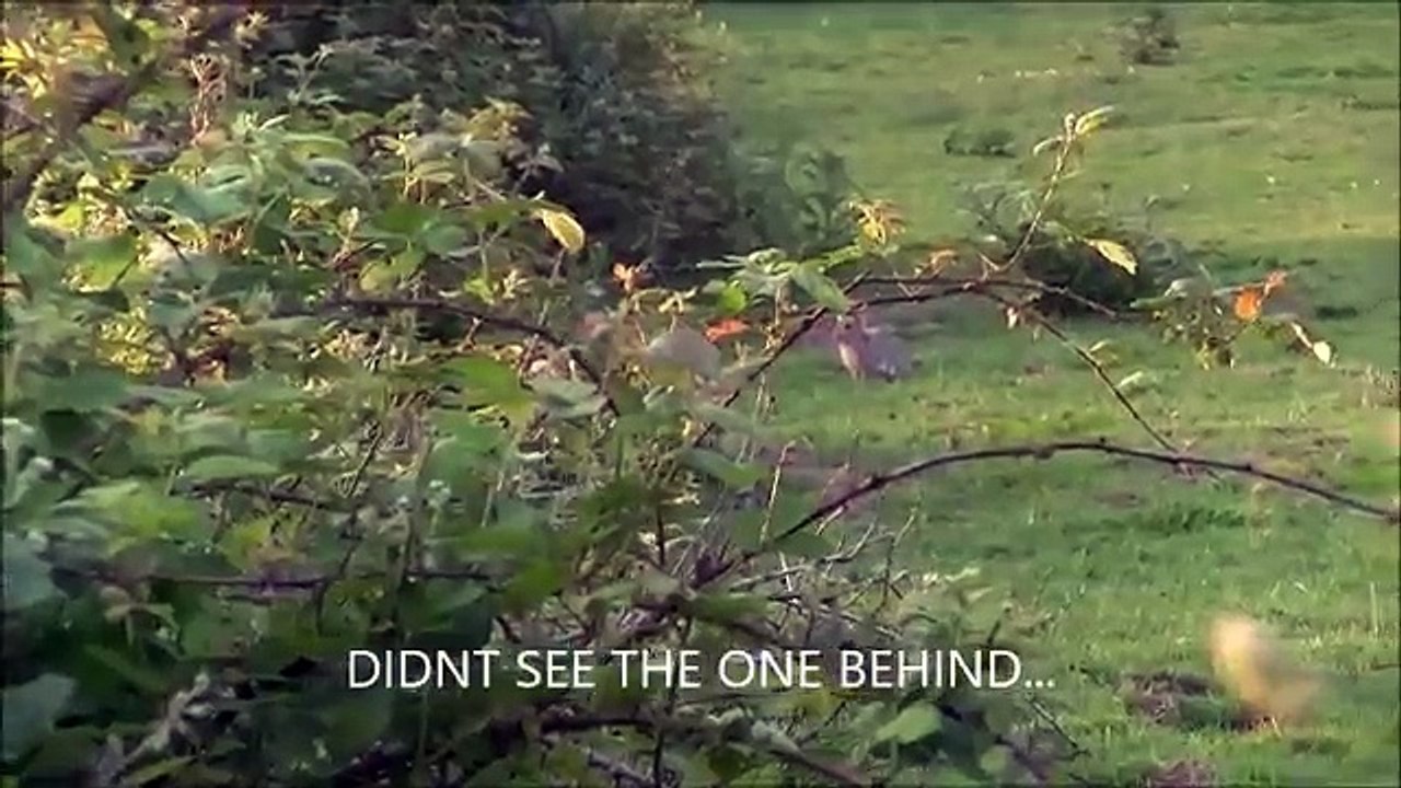 Airgun Hunting . Rabbits & Squirrels ..08 7 18