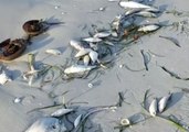 Sanibel Beach Covered With Sea Creatures Killed by Red Tide