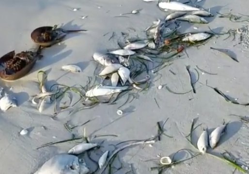 Sanibel Beach Covered With Sea Creatures Killed by Red Tide