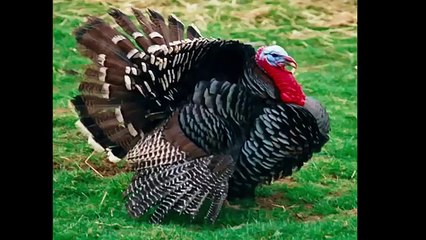 Animal Sounds for kids 33 Real Animal Videos with Original Voice | English Class