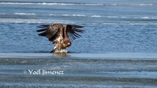 White tailed Sea eagle catching big carp/Zeearend vangt karper Oostvaardersplassen short v