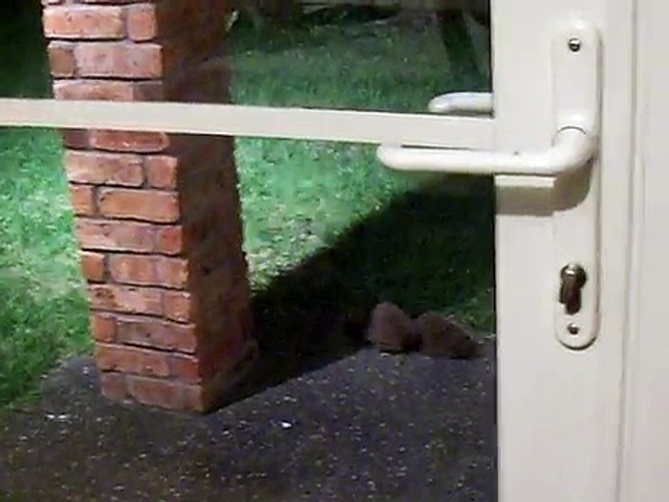 Hedgehog Fight