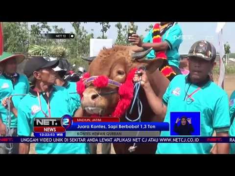 Ini Dia Juara Kontes Sapi Berbobot 1,3 Ton-NET12