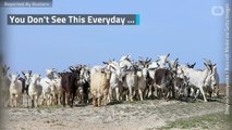 Runaway Herd Of Goats Invades Idaho Neighborhood