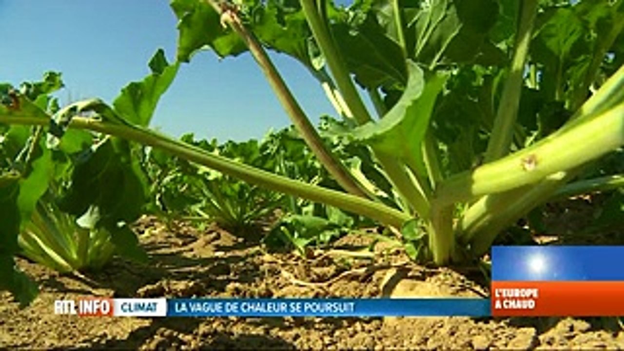 Sécheresse : c'est la catastrophe pour les agriculteurs