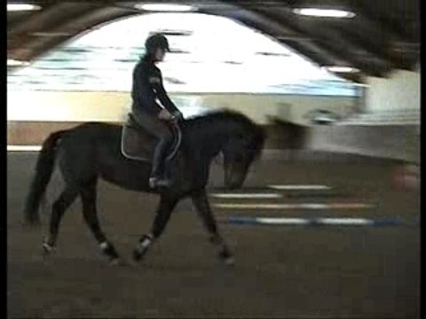 Litana trot assis dressage