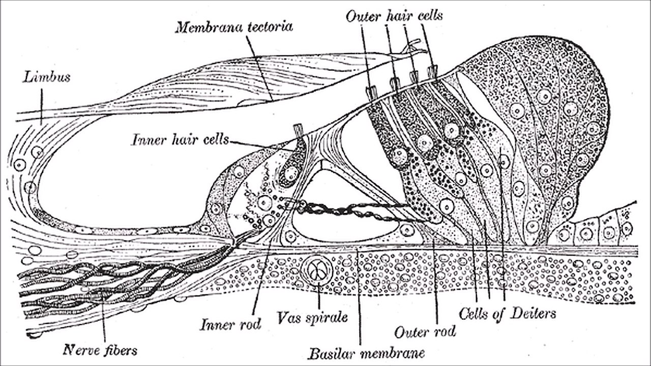 Hyperakusis Behandlung (wahrscheinliche Heilung) mit Ton (Tonanreicherung) - 15 Minuten