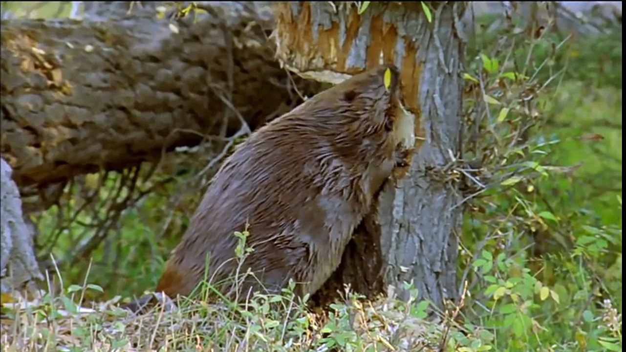 How Beavers Build Dams