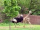 All About Giraffes - An ostrich and baby giraffe play tag